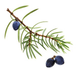 Juniper berries essential oil